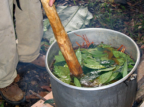 To Ayahuasca or not to Ayahuasca… That is the Question